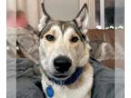 Siberian Husky Mix DOG FOR ADOPTION RGADN-1219728 - Cindy Lou - Siberian Husky /