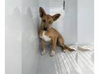 German Shepherd Dog-Siberian Husky Mix DOG FOR ADOPTION RGADN-1219737 - MINNOW -