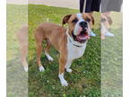 Boxer Mix DOG FOR ADOPTION RGADN-1219741 - Colton - Boxer / Mixed (short coat)