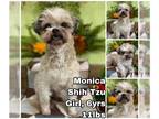 Shih Tzu DOG FOR ADOPTION RGADN-1219743 - Monica from Korea - Shih Tzu Dog For