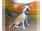 American Pit Bull Terrier Mix DOG FOR ADOPTION RGADN-1219757 - TOBY - Pit Bull