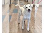 Labrador Retriever Mix DOG FOR ADOPTION RGADN-1219759 - HARPER - Labrador