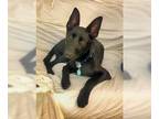 Dutch Shepherd Mix DOG FOR ADOPTION RGADN-1219760 - Effie - Dutch Shepherd /