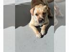 Labrador Retriever-Pembroke Welsh Corgi Mix DOG FOR ADOPTION RGADN-1219772 -