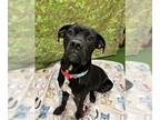 Boxer DOG FOR ADOPTION RGADN-1219787 - POOKIE - Boxer (medium coat) Dog For