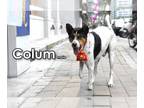 Labrador Retriever-Rat Terrier Mix DOG FOR ADOPTION RGADN-1219789 - Colum from