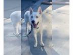 Huskies Mix DOG FOR ADOPTION RGADN-1219791 - Winter * Courtesy Post* - Husky /