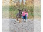 German Shepherd Dog DOG FOR ADOPTION RGADN-1219806 - Max - German Shepherd Dog