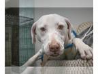 Labrador Retriever-Plott Hound Mix DOG FOR ADOPTION RGADN-1219821 - Dottie -