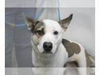 Akita-Huskies Mix DOG FOR ADOPTION RGADN-1219822 - Scout - Akita / Husky / Mixed