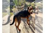 Shepradors DOG FOR ADOPTION RGADN-1219829 - DAISY - Labrador Retriever / German