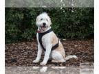 Labradoodle DOG FOR ADOPTION RGADN-1219840 - Kirby - Labrador Retriever / Poodle