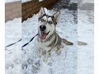 Siberian Husky DOG FOR ADOPTION RGADN-1219862 - TORNADO - Siberian Husky (medium