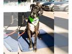 Great Dane DOG FOR ADOPTION RGADN-1219872 - Colby Jack - Great Dane Dog For