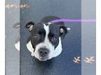 American Pit Bull Terrier DOG FOR ADOPTION RGADN-1219873 - *BUBBLE YUM - Pit