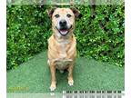 Labrador Retriever Mix DOG FOR ADOPTION RGADN-1219874 - HARLEM - Labrador