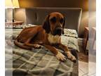 Redbone Coonhound DOG FOR ADOPTION RGADN-1219881 - LUCY - Redbone Coonhound