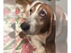 Basset Hound DOG FOR ADOPTION RGADN-1219887 - Maggie - Basset Hound (medium
