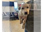 Carolina Dog-Labrador Retriever Mix DOG FOR ADOPTION RGADN-1219900 - A041895 -