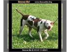 American Pit Bull Terrier DOG FOR ADOPTION RGADN-1219905 - Bentley - Pit Bull