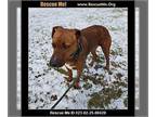 Plott Hound DOG FOR ADOPTION RGADN-1219908 - Diesel - Plott Hound Dog For
