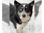 Australian Shepherd-Huskies Mix DOG FOR ADOPTION RGADN-1219909 - Ursa - Husky /
