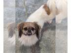 Pominese DOG FOR ADOPTION RGADN-1219926 - Henry - Pekingese / Pomeranian / Mixed