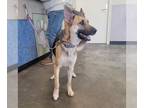 German Shepherd Dog Mix DOG FOR ADOPTION RGADN-1219934 - Nova- Currently In