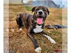American Pit Bull Terrier Mix DOG FOR ADOPTION RGADN-1219944 - Sid - Pit Bull