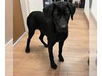 Labrador Retriever Mix DOG FOR ADOPTION RGADN-1219954 - *RODAH - Cane Corso