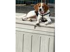 Adopt Dixie a Foxhound