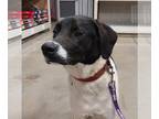 Pointer Mix DOG FOR ADOPTION RGADN-1219968 - WiDawgs : Wilfred - English Pointer