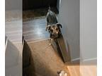 Beagle Mix DOG FOR ADOPTION RGADN-1219969 - LLP Planets : Terra (Suzy) - Beagle