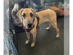Great Dane DOG FOR ADOPTION RGADN-1219970 - Lotus - Great Dane Dog For Adoption