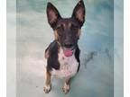 German Shepherd Dog Mix DOG FOR ADOPTION RGADN-1219994 - Molly SHEPHERD GCH -