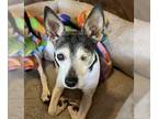 Rat Terrier Mix DOG FOR ADOPTION RGADN-1219997 - Chloe (SC) - Rat Terrier /