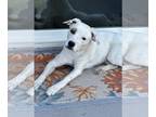 American Staffordshire Terrier Mix DOG FOR ADOPTION RGADN-1220037 - LEXI #5 -