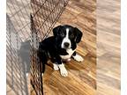 American Pit Bull Terrier Mix DOG FOR ADOPTION RGADN-1220039 - Baxter - American