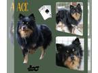 Pomeranian DOG FOR ADOPTION RGADN-1220061 - Ace (Ritzy) - Pomeranian (long coat)