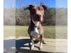 American Pit Bull Terrier Mix DOG FOR ADOPTION RGADN-1220084 - CHEYENNE - Pit