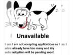 Poodle (Standard) DOG FOR ADOPTION RGADN-1220102 - *Benny-NEW - Poodle