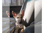 German Shepherd Dog DOG FOR ADOPTION RGADN-1220106 - Gemini- coming soon -
