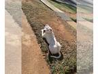 American Pit Bull Terrier Mix DOG FOR ADOPTION RGADN-1220107 - NOVA (courtesy) -