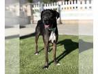 Labrador Retriever Mix DOG FOR ADOPTION RGADN-1220108 - Daisy - McNab / Labrador