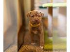 German Shepherd Dog-Huskies Mix DOG FOR ADOPTION RGADN-1220112 - Andromeda -