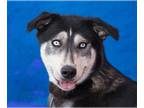 German Shepherd Dog-Siberian Husky Mix DOG FOR ADOPTION RGADN-1220124 - CAMEO -