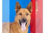 Carolina Dog DOG FOR ADOPTION RGADN-1220129 - TYSON - Carolina Dog (short coat)