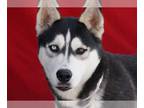 Mix DOG FOR ADOPTION RGADN-1220133 - CHICO - Husky (medium coat) Dog For