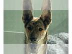 Huskies Mix DOG FOR ADOPTION RGADN-1220140 - Blanche - Shepherd / Husky / Mixed