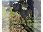 American Pit Bull Terrier Mix DOG FOR ADOPTION RGADN-1220148 - Prince - Pit Bull